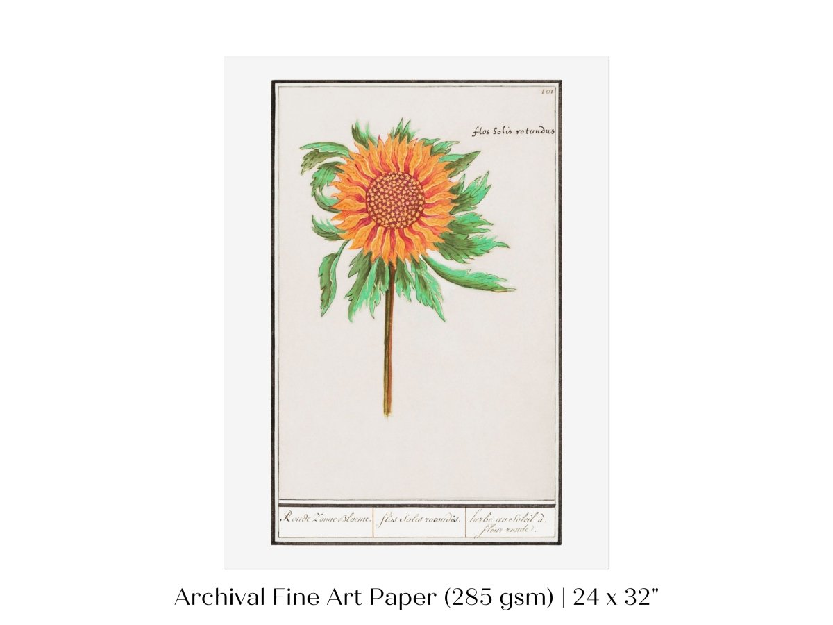 Sunflower Illustration | P364 - Single Art Prints - Piccolo Fiore Prints
