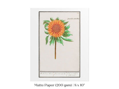 Sunflower Illustration | P364 - Single Art Prints - Piccolo Fiore Prints