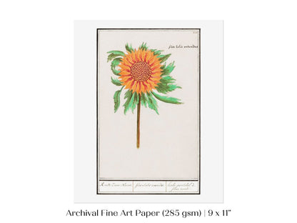 Sunflower Illustration | P364 - Single Art Prints - Piccolo Fiore Prints