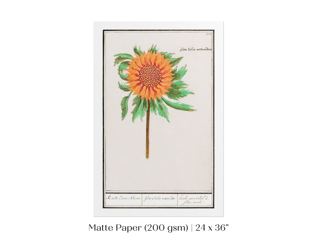 Sunflower Illustration | P364 - Single Art Prints - Piccolo Fiore Prints