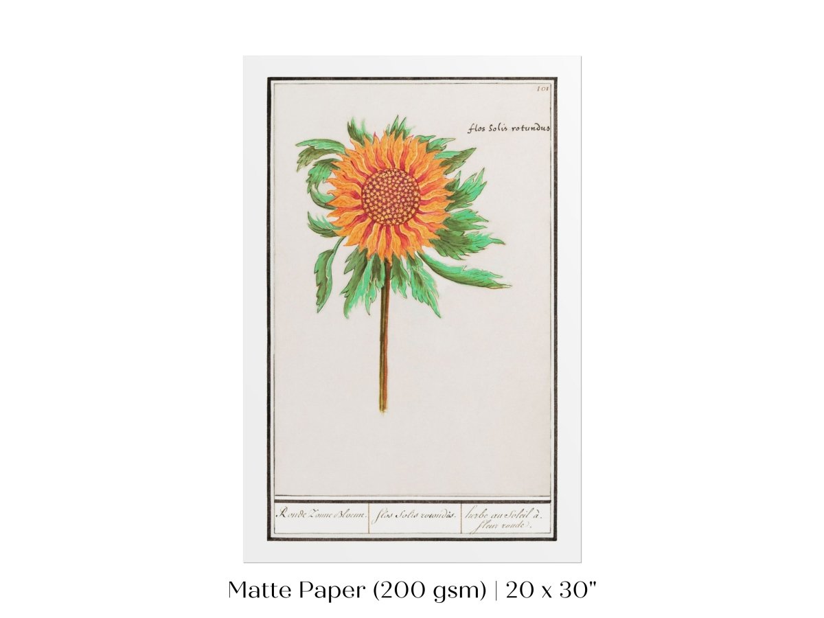 Sunflower Illustration | P364 - Single Art Prints - Piccolo Fiore Prints