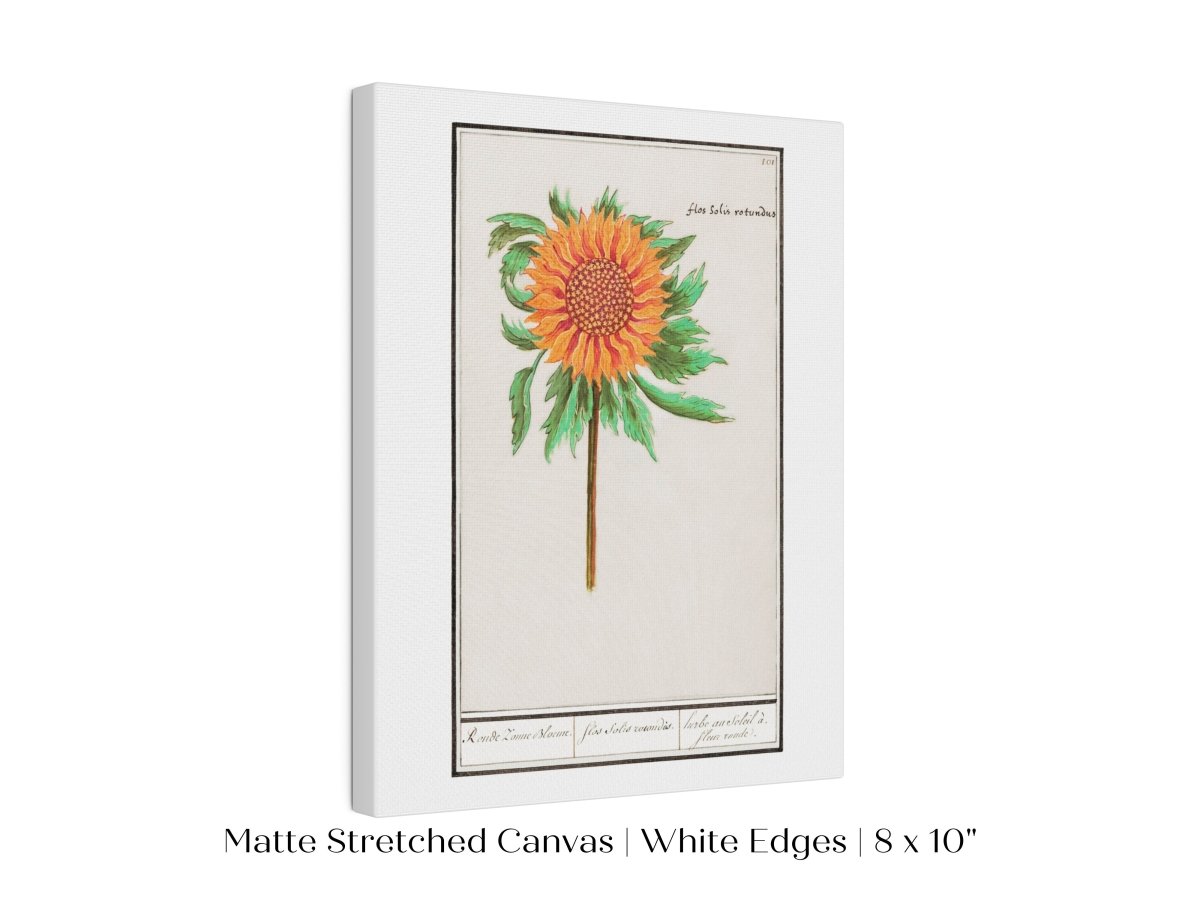 Sunflower Illustration | P364 - Single Art Prints - Piccolo Fiore Prints