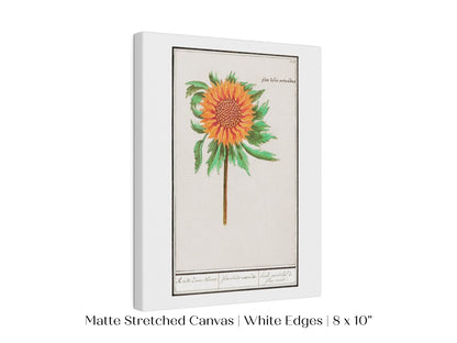 Sunflower Illustration | P364 - Single Art Prints - Piccolo Fiore Prints