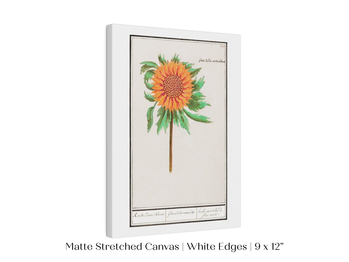 Sunflower Illustration | P364 - Single Art Prints - Piccolo Fiore Prints