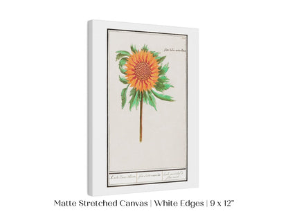 Sunflower Illustration | P364 - Single Art Prints - Piccolo Fiore Prints