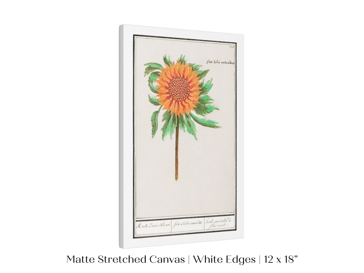 Sunflower Illustration | P364 - Single Art Prints - Piccolo Fiore Prints