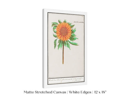 Sunflower Illustration | P364 - Single Art Prints - Piccolo Fiore Prints