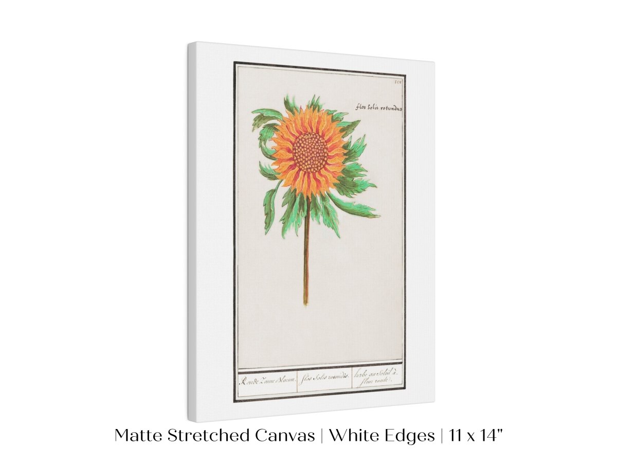 Sunflower Illustration | P364 - Single Art Prints - Piccolo Fiore Prints