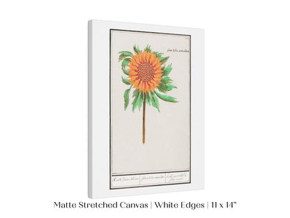 Sunflower Illustration | P364 - Single Art Prints - Piccolo Fiore Prints