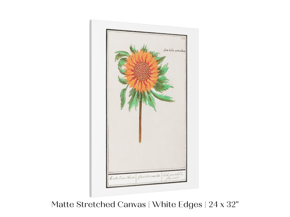 Sunflower Illustration | P364 - Single Art Prints - Piccolo Fiore Prints