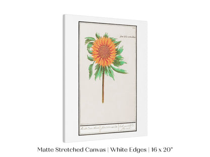 Sunflower Illustration | P364 - Single Art Prints - Piccolo Fiore Prints