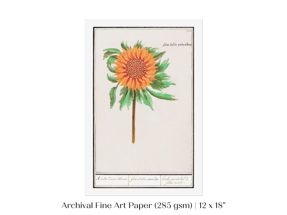 Sunflower Illustration | P364 - Single Art Prints - Piccolo Fiore Prints