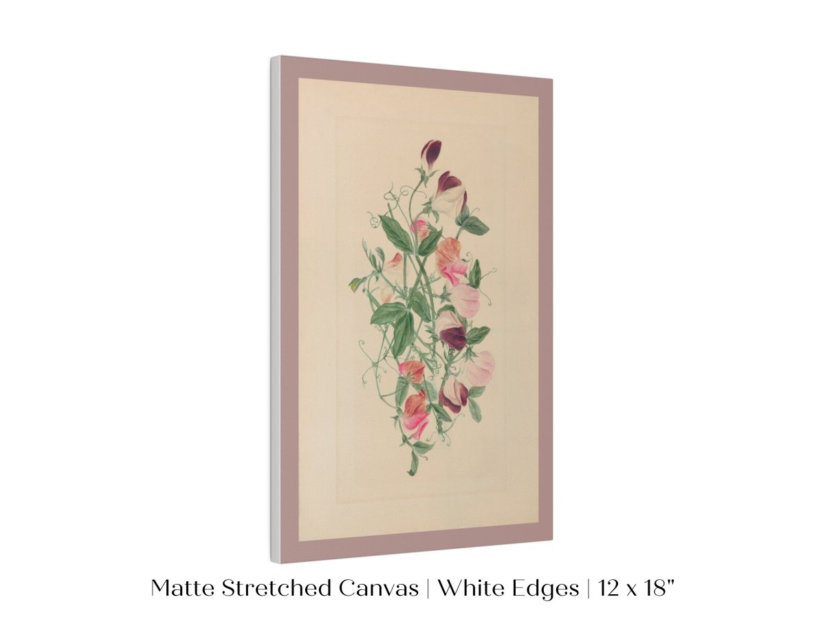 Sweet Peas | P472 - Single Art Prints - Piccolo Fiore Prints