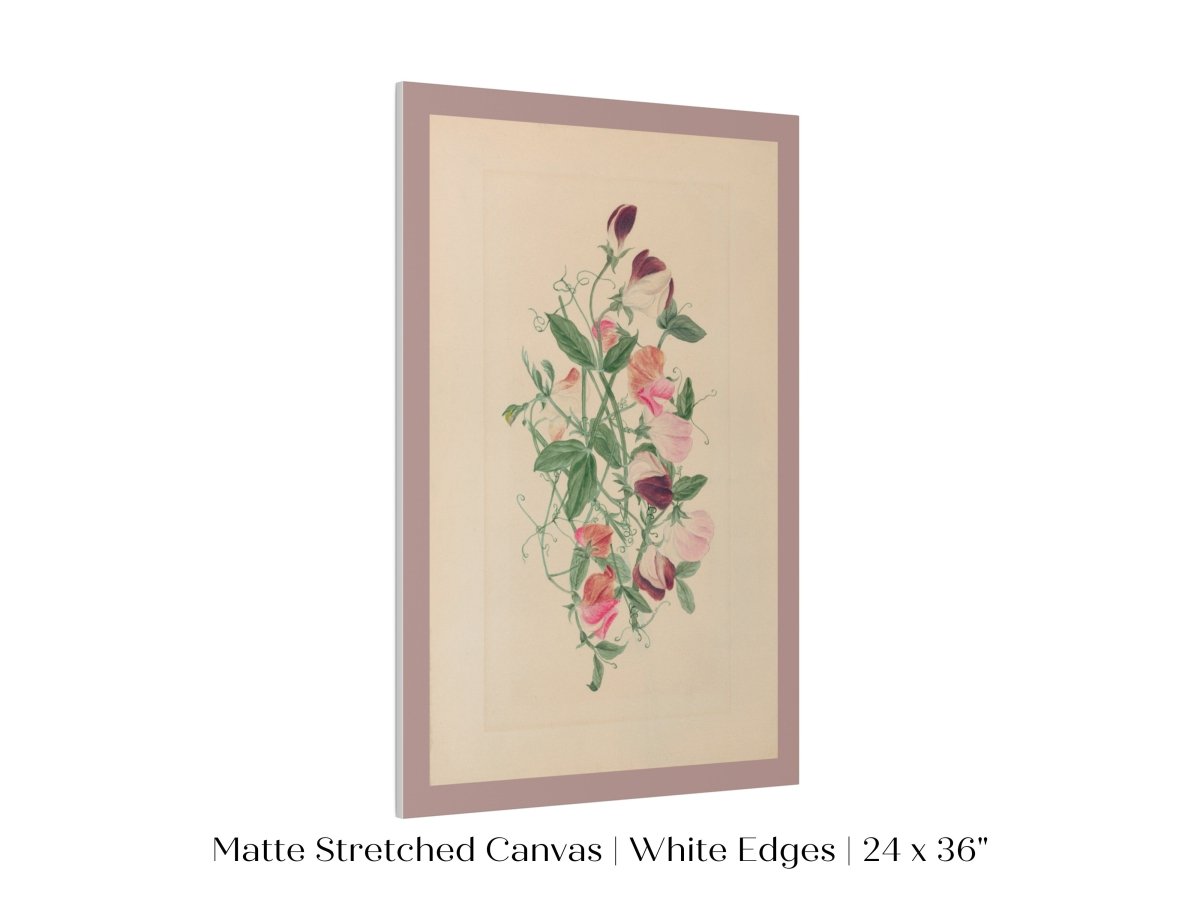 Sweet Peas | P472 - Single Art Prints - Piccolo Fiore Prints