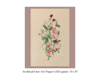 Sweet Peas | P472 - Single Art Prints - Piccolo Fiore Prints