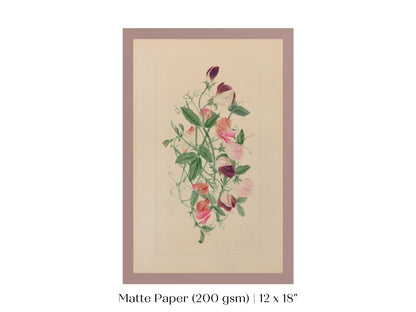 Sweet Peas | P472 - Single Art Prints - Piccolo Fiore Prints