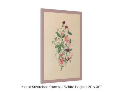 Sweet Peas | P472 - Single Art Prints - Piccolo Fiore Prints