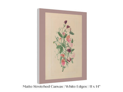 Sweet Peas | P472 - Single Art Prints - Piccolo Fiore Prints