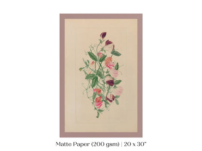 Sweet Peas | P472 - Single Art Prints - Piccolo Fiore Prints