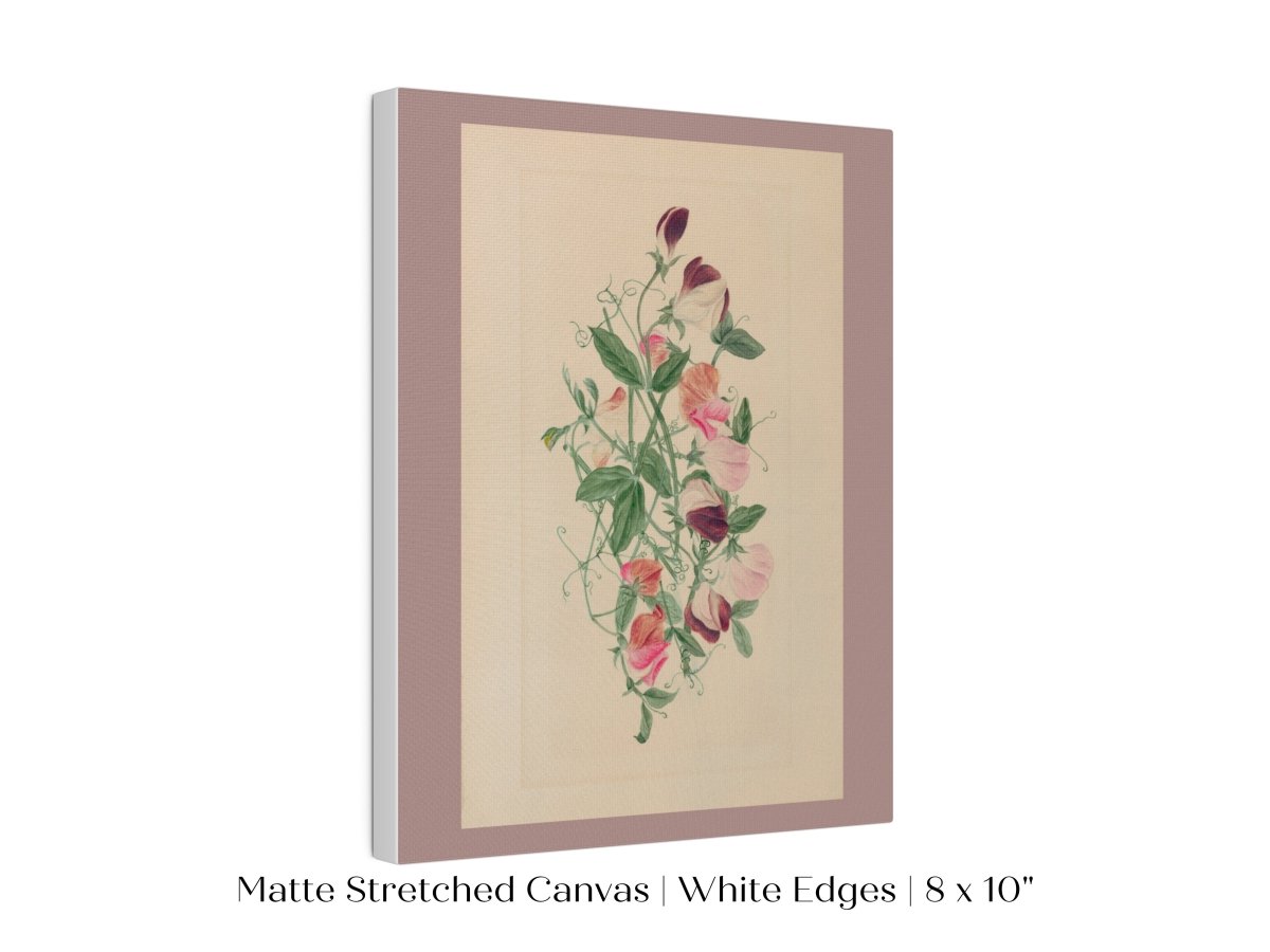 Sweet Peas | P472 - Single Art Prints - Piccolo Fiore Prints