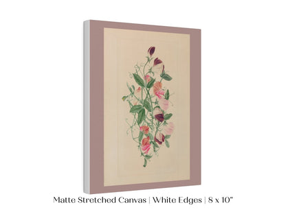 Sweet Peas | P472 - Single Art Prints - Piccolo Fiore Prints