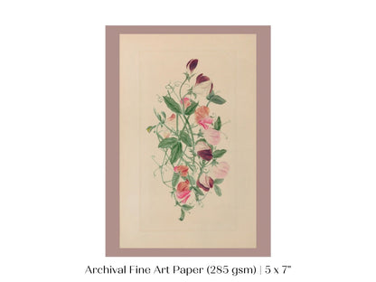 Sweet Peas | P472 - Single Art Prints - Piccolo Fiore Prints