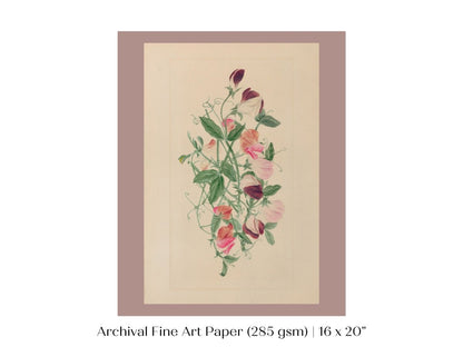Sweet Peas | P472 - Single Art Prints - Piccolo Fiore Prints