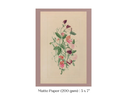 Sweet Peas | P472 - Single Art Prints - Piccolo Fiore Prints