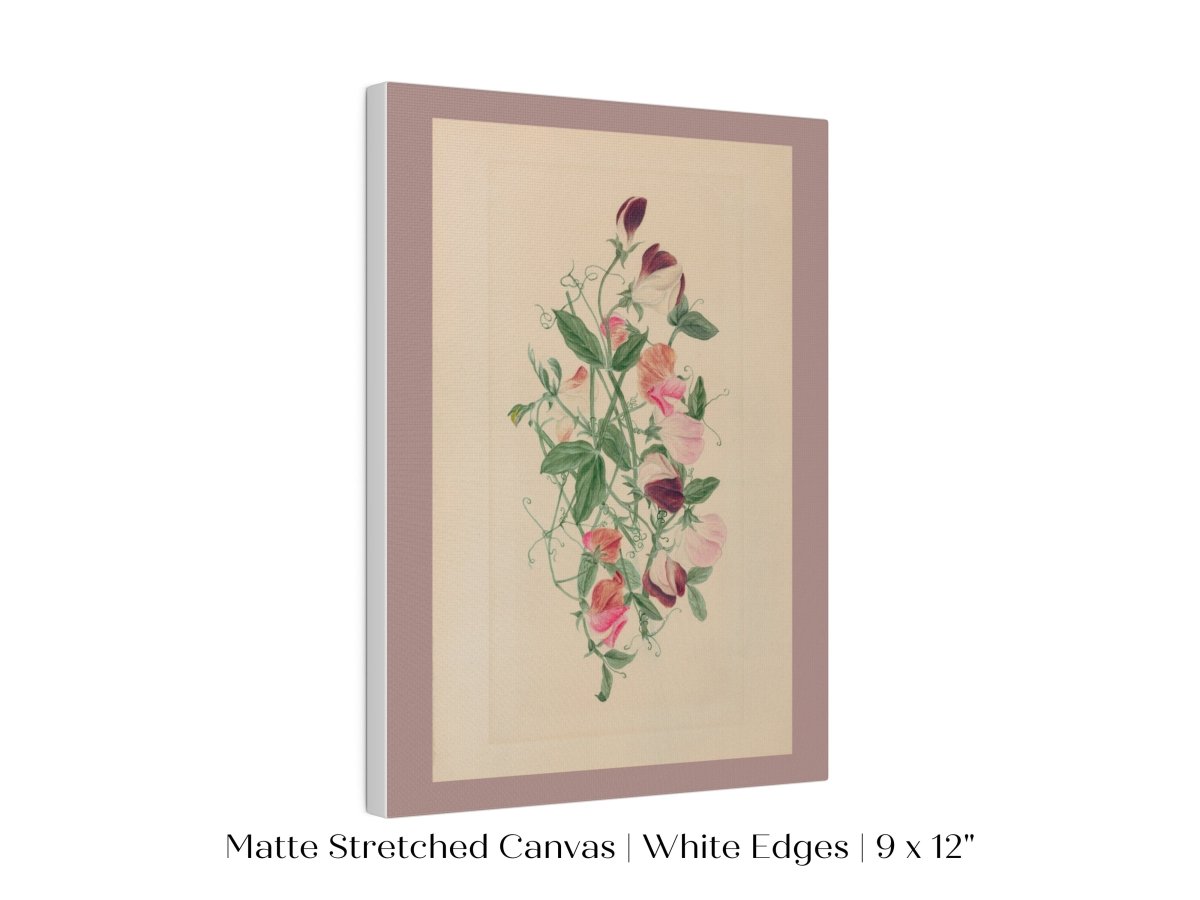 Sweet Peas | P472 - Single Art Prints - Piccolo Fiore Prints