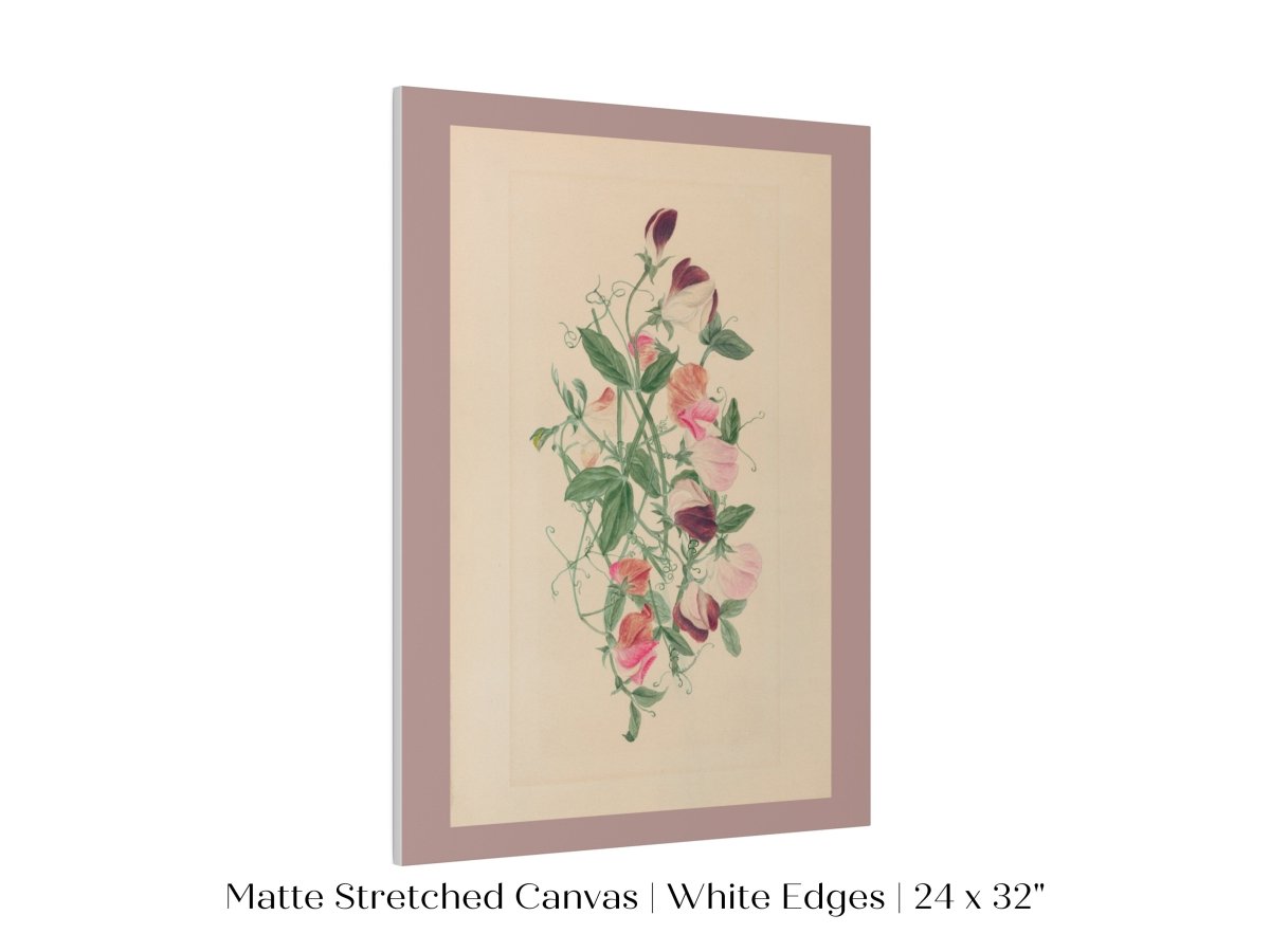 Sweet Peas | P472 - Single Art Prints - Piccolo Fiore Prints