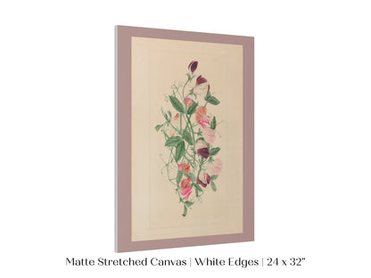 Sweet Peas | P472 - Single Art Prints - Piccolo Fiore Prints