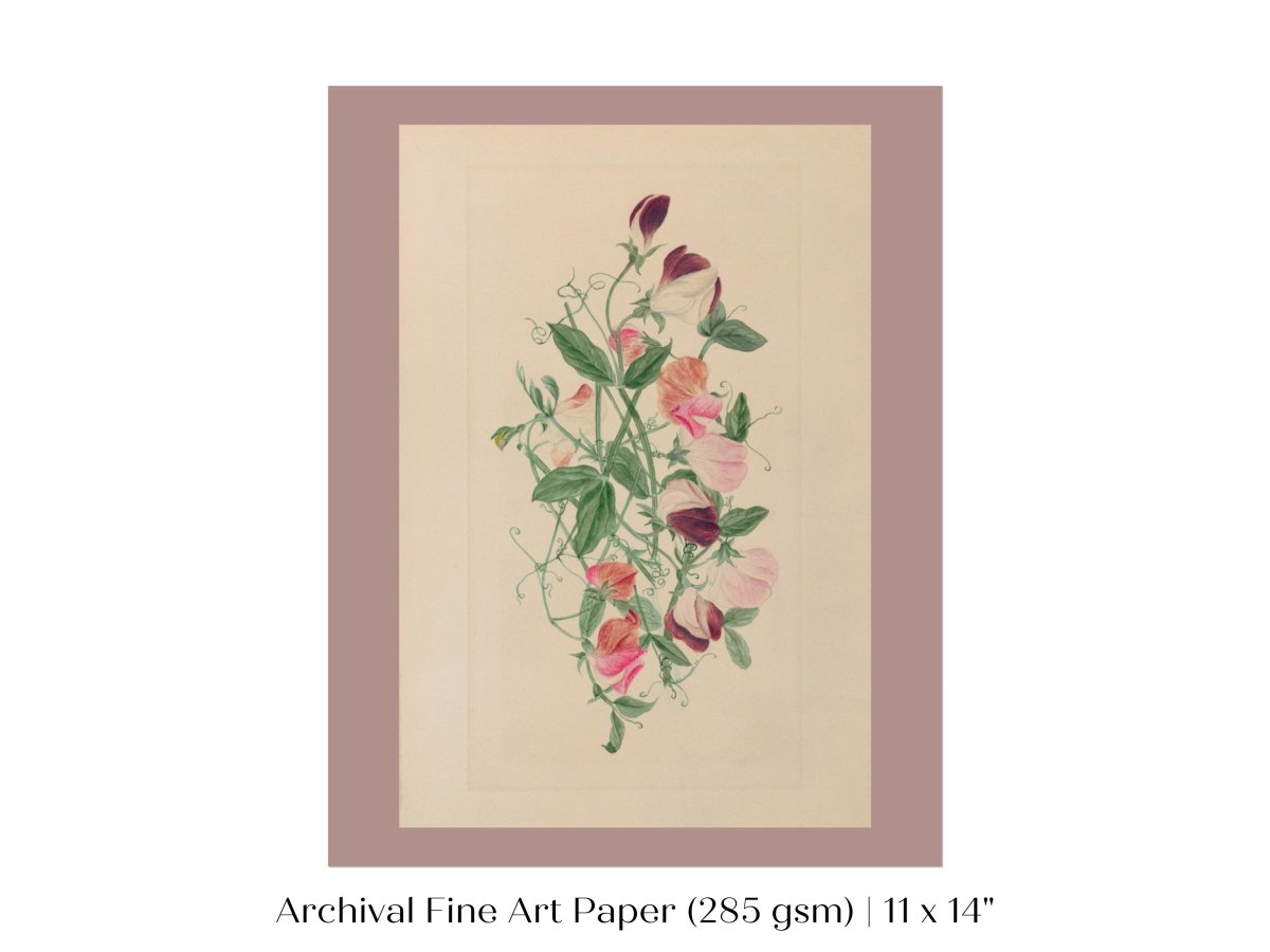 Sweet Peas | P472 - Single Art Prints - Piccolo Fiore Prints