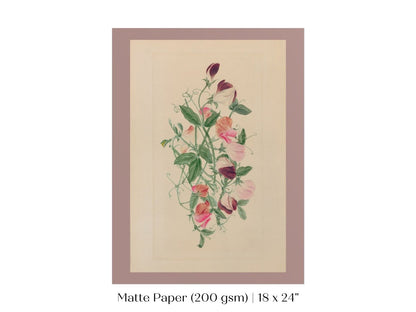 Sweet Peas | P472 - Single Art Prints - Piccolo Fiore Prints