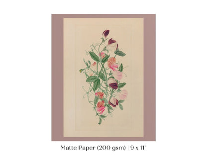 Sweet Peas | P472 - Single Art Prints - Piccolo Fiore Prints