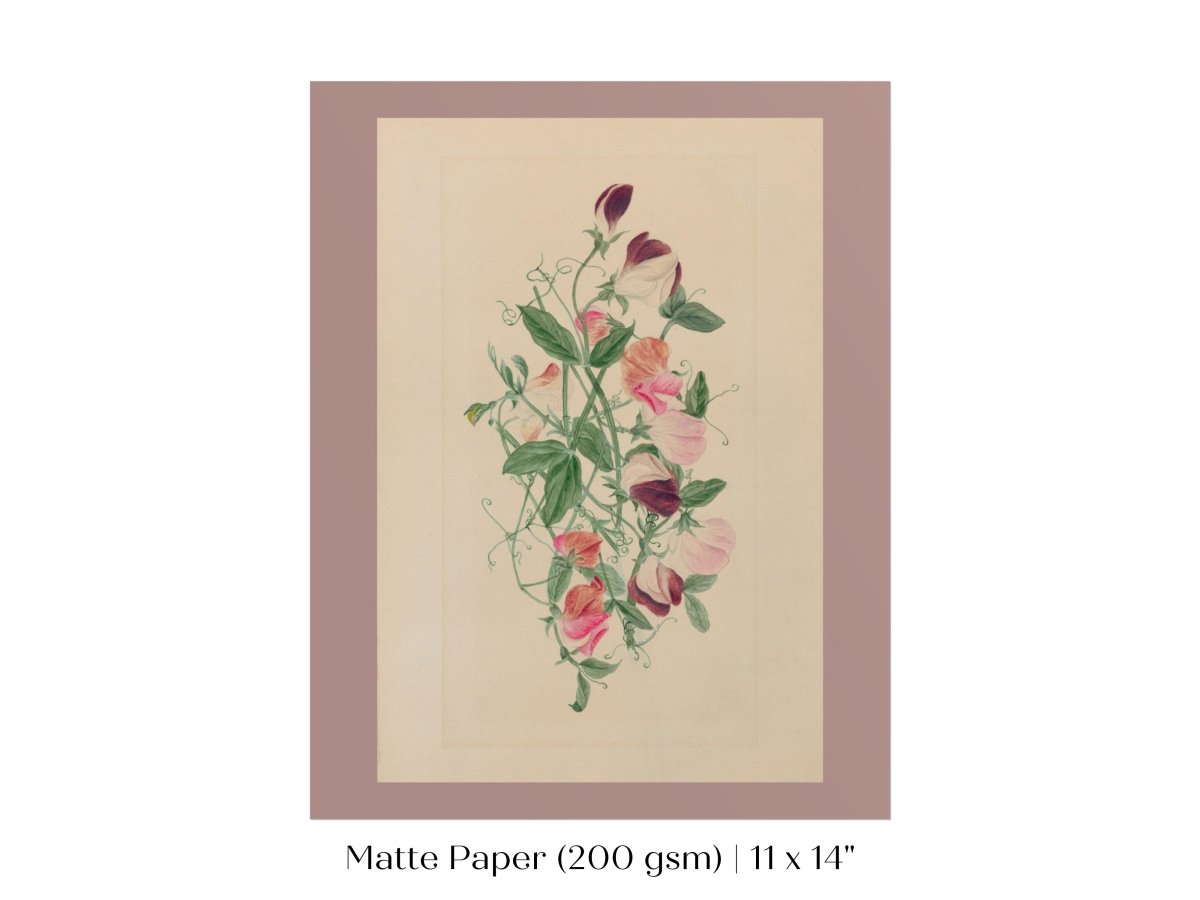 Sweet Peas | P472 - Single Art Prints - Piccolo Fiore Prints