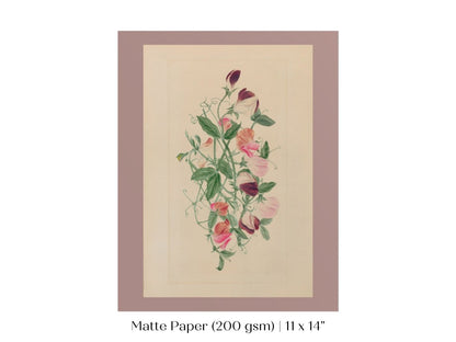 Sweet Peas | P472 - Single Art Prints - Piccolo Fiore Prints