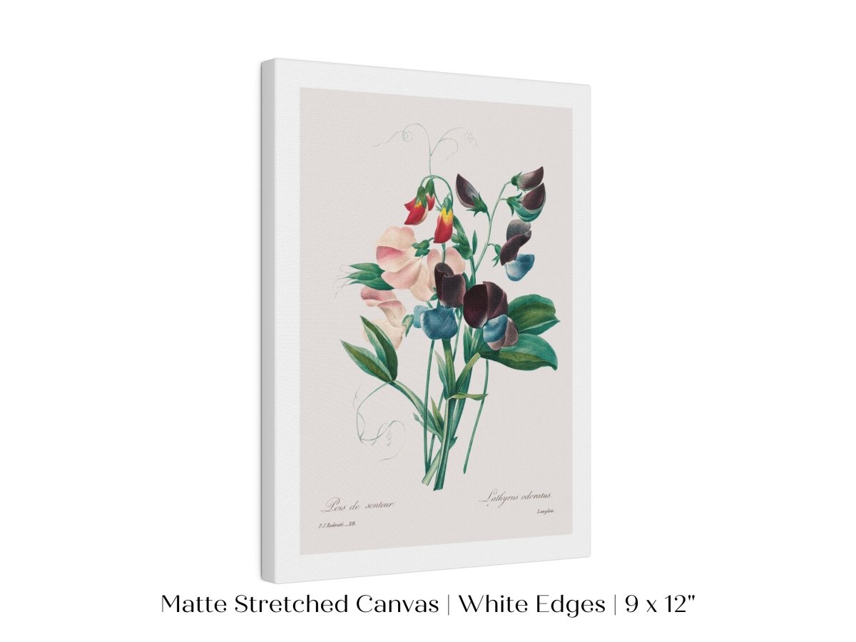 Sweet Peas | P494 - Single Art Prints - Piccolo Fiore Prints