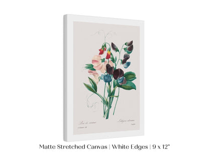 Sweet Peas | P494 - Single Art Prints - Piccolo Fiore Prints