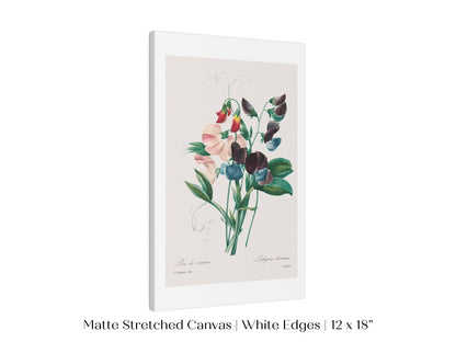 Sweet Peas | P494 - Single Art Prints - Piccolo Fiore Prints