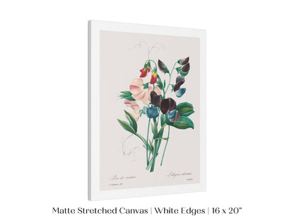 Sweet Peas | P494 - Single Art Prints - Piccolo Fiore Prints
