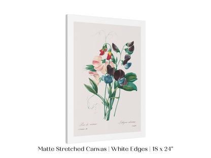Sweet Peas | P494 - Single Art Prints - Piccolo Fiore Prints