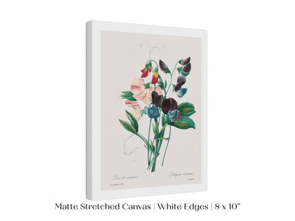 Sweet Peas | P494 - Single Art Prints - Piccolo Fiore Prints