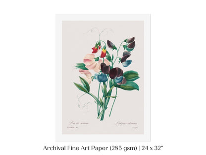 Sweet Peas | P494 - Single Art Prints - Piccolo Fiore Prints
