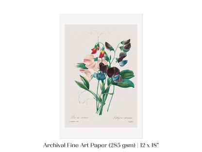 Sweet Peas | P494 - Single Art Prints - Piccolo Fiore Prints