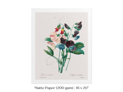 Sweet Peas | P494 - Single Art Prints - Piccolo Fiore Prints