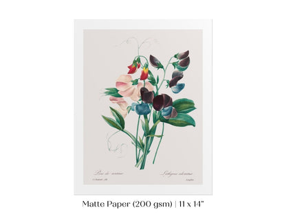 Sweet Peas | P494 - Single Art Prints - Piccolo Fiore Prints
