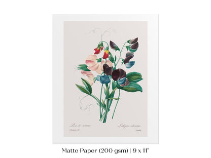 Sweet Peas | P494 - Single Art Prints - Piccolo Fiore Prints
