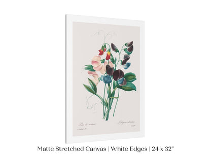 Sweet Peas | P494 - Single Art Prints - Piccolo Fiore Prints