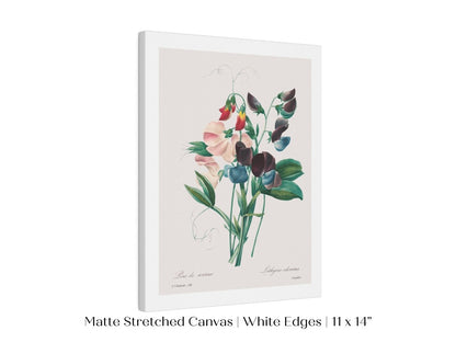 Sweet Peas | P494 - Single Art Prints - Piccolo Fiore Prints