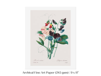 Sweet Peas | P494 - Single Art Prints - Piccolo Fiore Prints